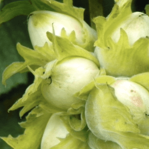 Close-up of green hazelnuts on the tree.